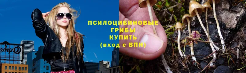 Псилоцибиновые грибы Psilocybe  Новоуральск 